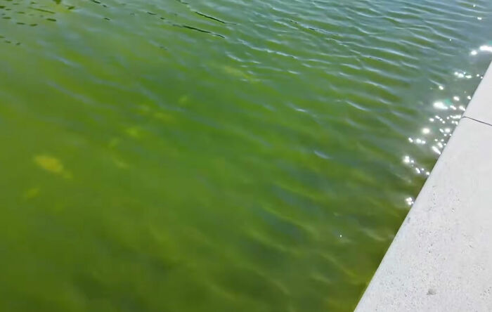 A close-up of the Reflecting Pool water looking murky and green, reflecting sunlight, before renovation.