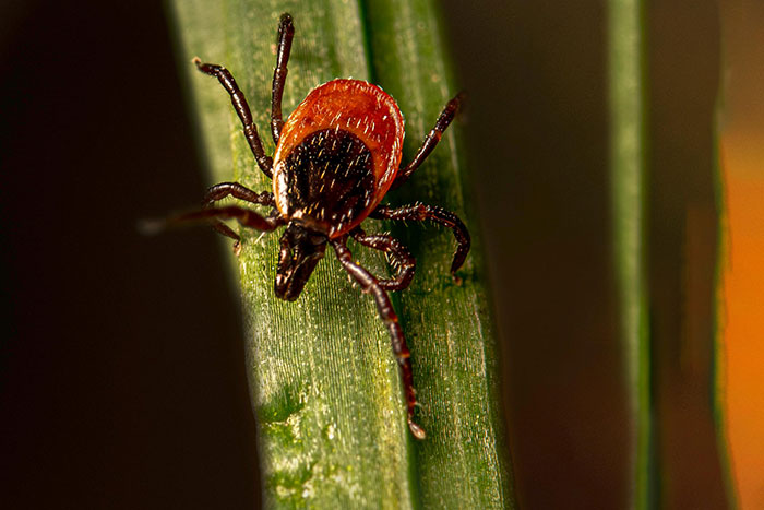 Close-up of tick insect on green plant leaf macro shot