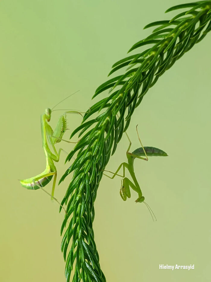 Two praying mantises on a pine branch, an example of detailed insect photos taken with a smartphone.