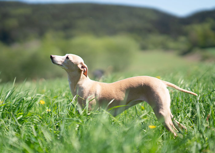 Quiet dog breed standing in green grass outdoors