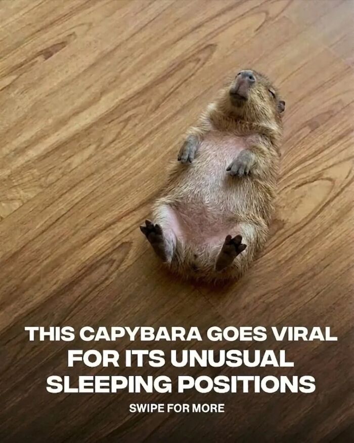 25 Funny And Wholesome Capybara Stories Shared By This Page That Prove These Giant Rodents Are The Internet’s Favorite Animals