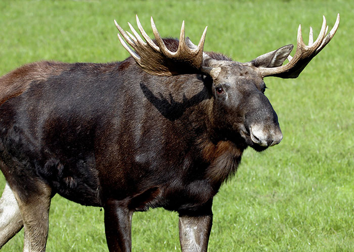 Large moose standing alert as a moment to leave immediately