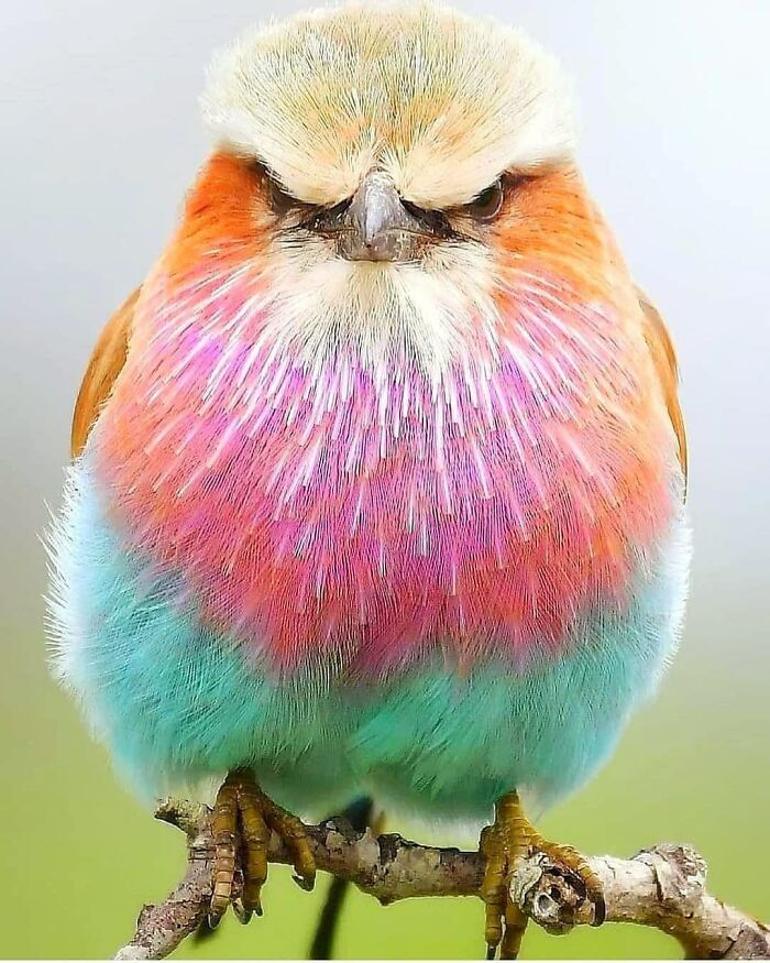 Rare bird photos: A vibrantly colored bird with pink, blue, orange, and white feathers looking directly at the camera.