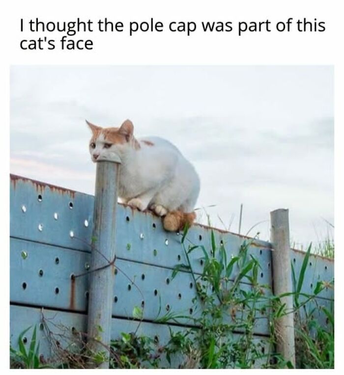 Entertaining cat memes feature a white and orange cat sitting atop a fence post with its head resting on the pole.