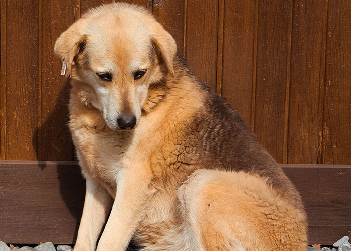 A sad, light brown dog with a tag on its ear, looking down, representing moments when kids cant keep contact with parents.