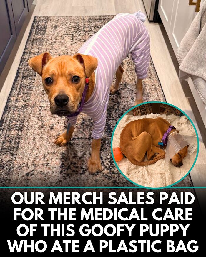 25 New Heartwarming Dog Stories That Prove Kindness Still Exists In The World