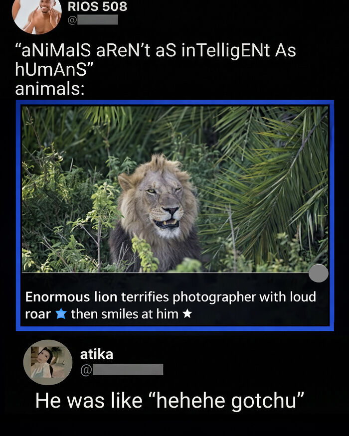 A screenshot of a funny comment under an image of a lion roaring, part of a collection of great comments.