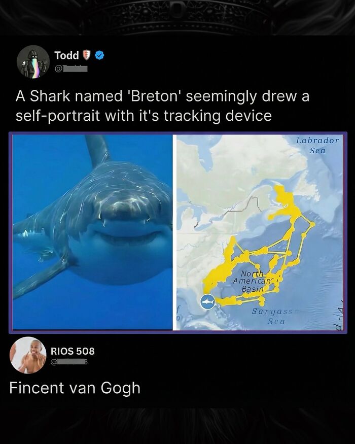 A shark named Breton with a self-portrait map, and a funny comment comparing it to Van Gogh.