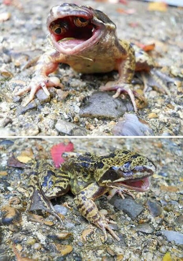 Terrifying frog with wide open mouth on rocky ground in oddly scary image