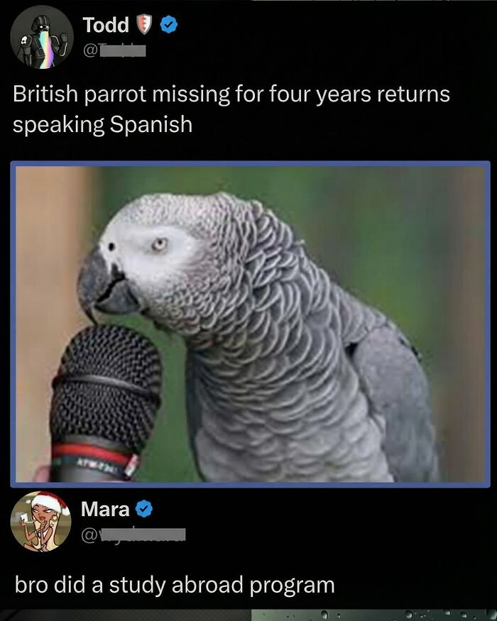 A British parrot speaking Spanish with a microphone, a great comment.