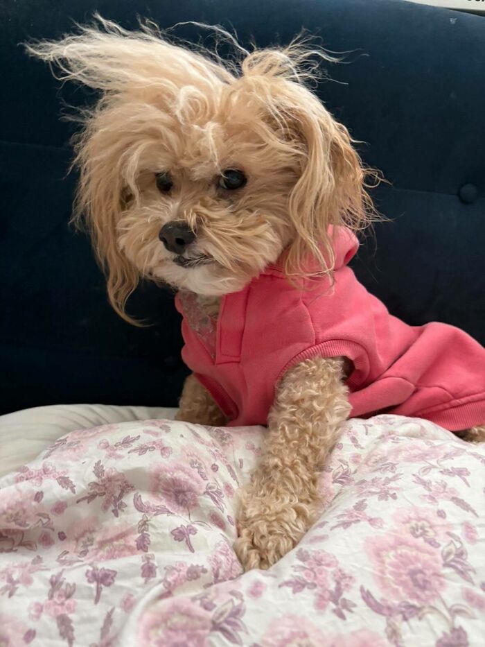 30 Adorable Dog Photos From “Cute Animal Photos To De-Stress” That Are Guaranteed To Brighten Your Day (New Pics)