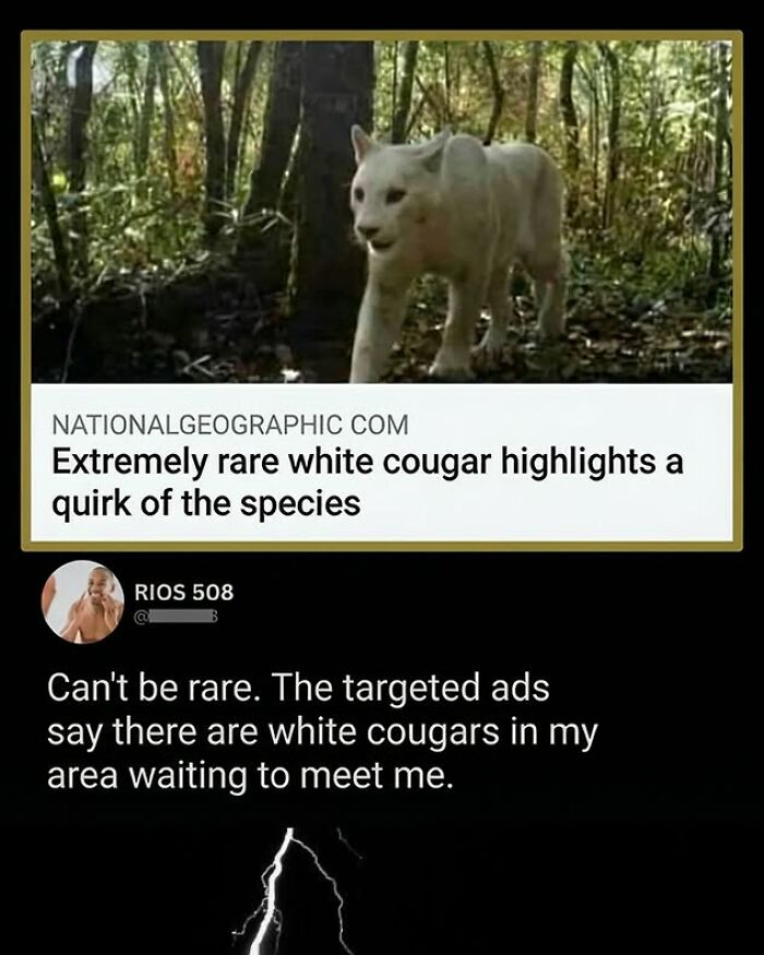 A white cougar in a forest with a funny comment about targeted ads.