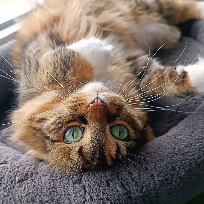 41 Aesthetic Cat Photos Shared By This Page That Capture Felines At Their Most Majestic