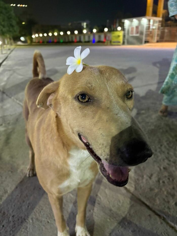30 Adorable Dog Photos From “Cute Animal Photos To De-Stress” That Are Guaranteed To Brighten Your Day (New Pics)