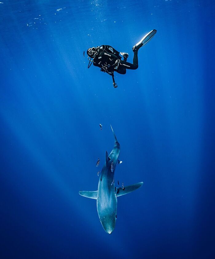 Stunning Raw Oceanlife photo: a diver observing a shark beneath the waves.
