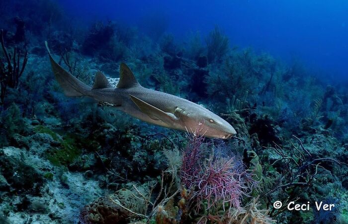 Stunning photos of a shark revealing the beauty beneath the waves from Raw Oceanlife.