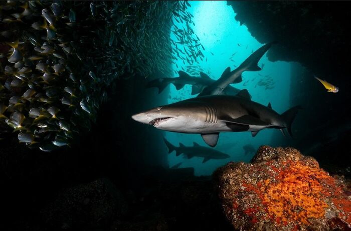 Several sharks swim in a dark underwater cave, surrounded by schools of fish, revealing the beauty of oceanlife.