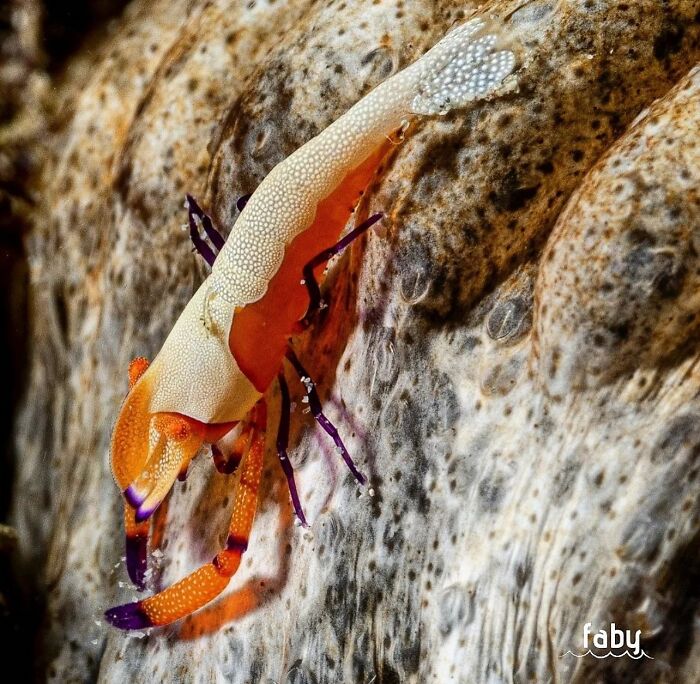 A beautiful orange and white shrimp with purple legs clings to textured rock, a stunning photo of oceanlife.