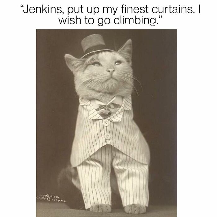 This Instagram Page With Millions Of Followers Shares Some Of The Most Relatable Cat Memes On The Internet (38 Pics)