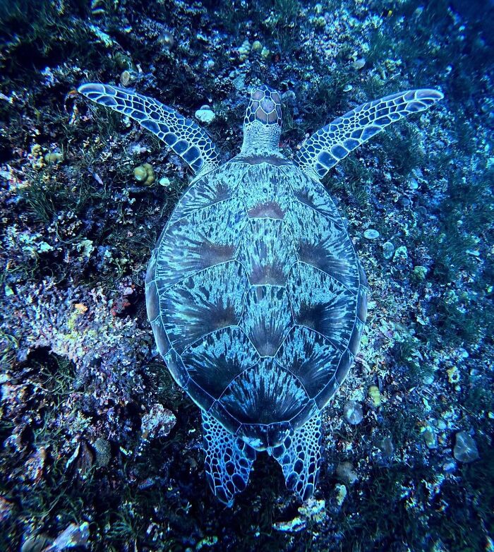 An overhead Raw Oceanlife view of a sea turtle with patterned shell against dark ocean floor, revealing beauty beneath the waves.