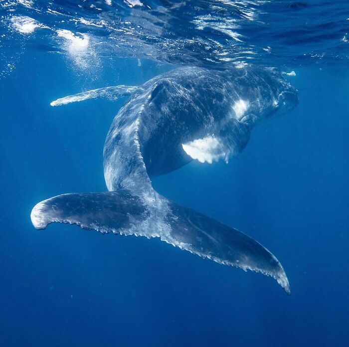 A large whale swimming gracefully in clear blue water, a stunning Raw Oceanlife moment revealing beauty beneath the waves.