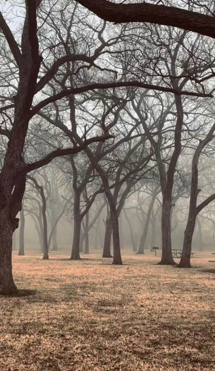 A dense fog shrouds a forest of bare trees, creating an eerie and haunting liminal space.