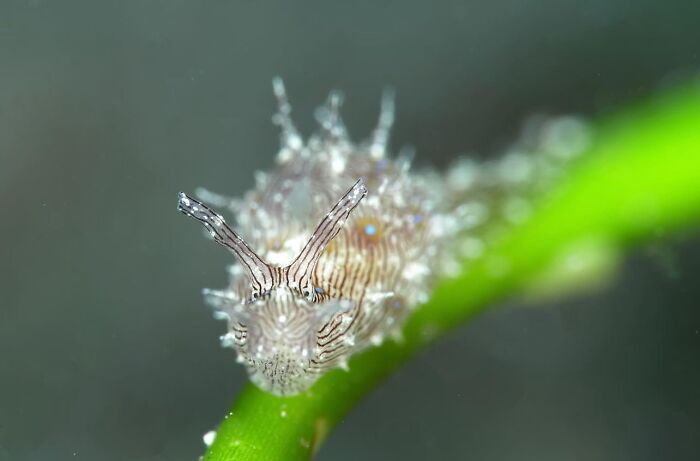 A small, patterned sea slug with prominent antennae rests on a bright green stem, a stunning photo of oceanlife.