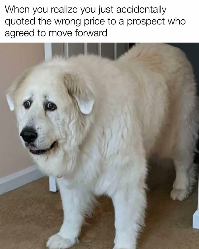 Sales meme with shocked dog after quoting wrong price to prospect