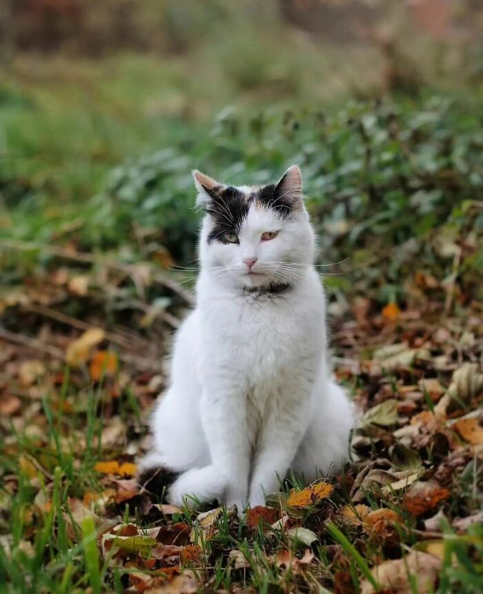 41 Aesthetic Cat Photos Shared By This Page That Capture Felines At Their Most Majestic