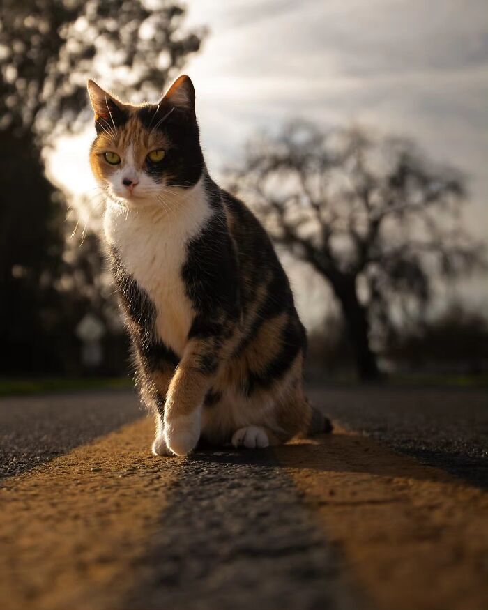 41 Aesthetic Cat Photos Shared By This Page That Capture Felines At Their Most Majestic