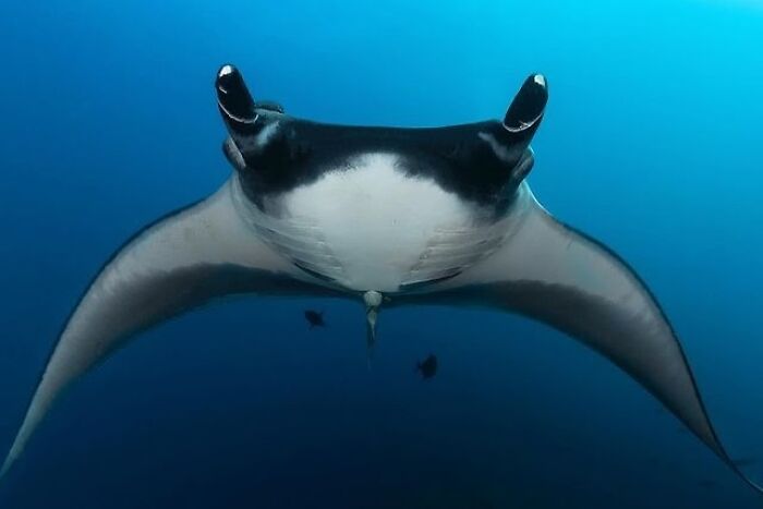 A majestic manta ray glides through the clear blue ocean, showcasing the beauty of oceanlife beneath the waves.