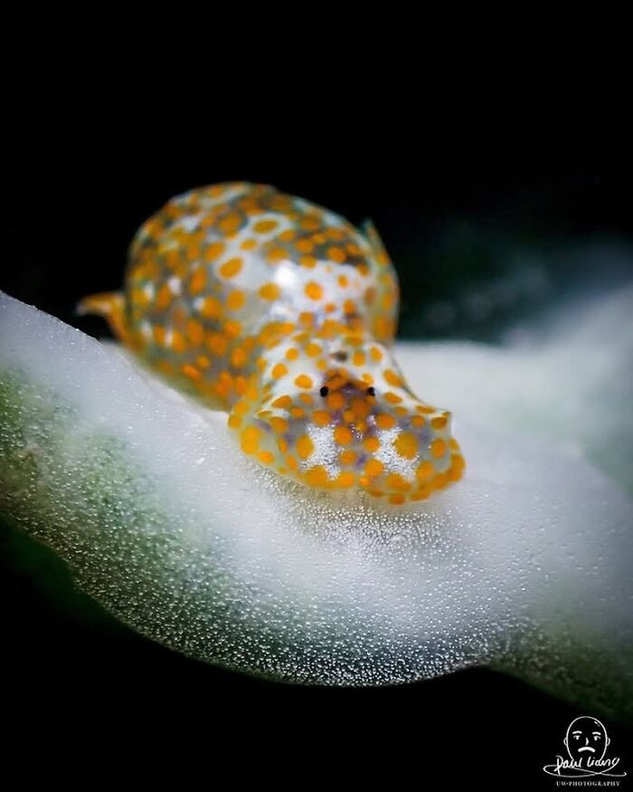 A stunning photo showcasing the beauty beneath the waves with a tiny spotted sea slug on a leaf.