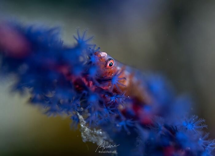 Stunning photos of a small fish peeking from blue coral, revealing the beauty beneath the waves.