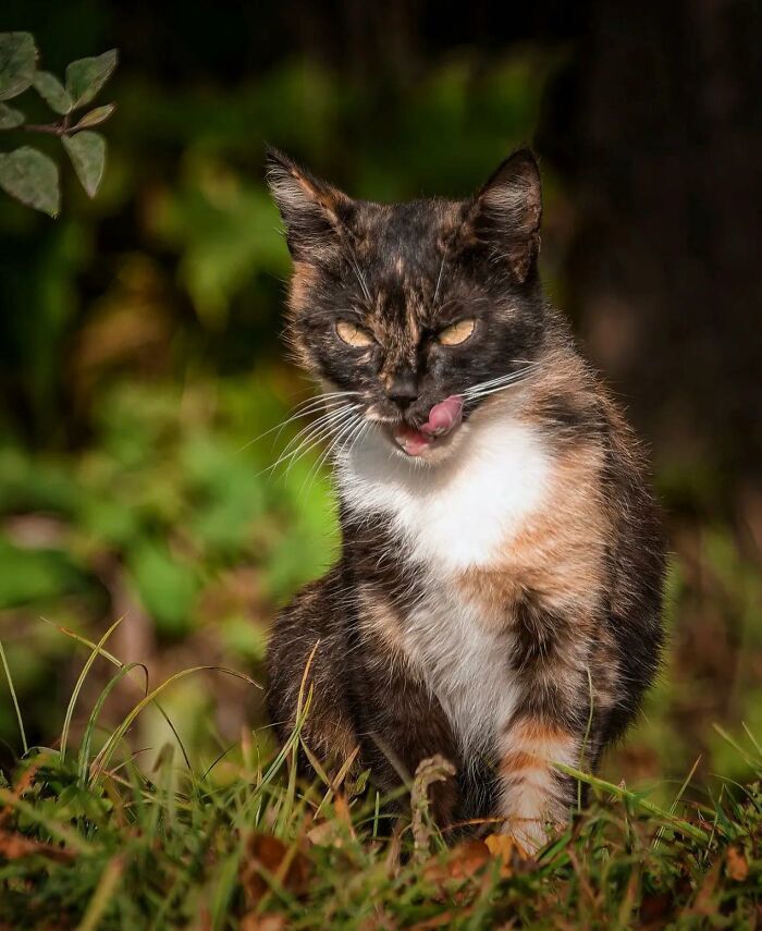 41 Aesthetic Cat Photos Shared By This Page That Capture Felines At Their Most Majestic