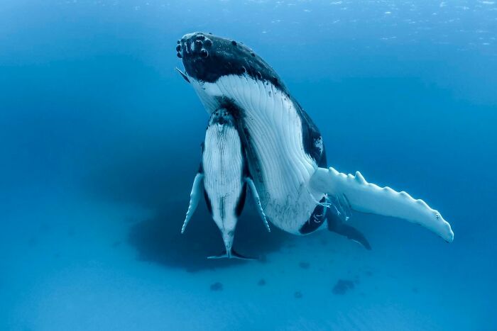 These Stunning Wildlife Photos From Sealegacy Show Why Our Planet Is Worth Protecting (45 Pics)