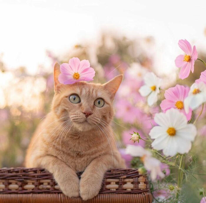 41 Aesthetic Cat Photos Shared By This Page That Capture Felines At Their Most Majestic