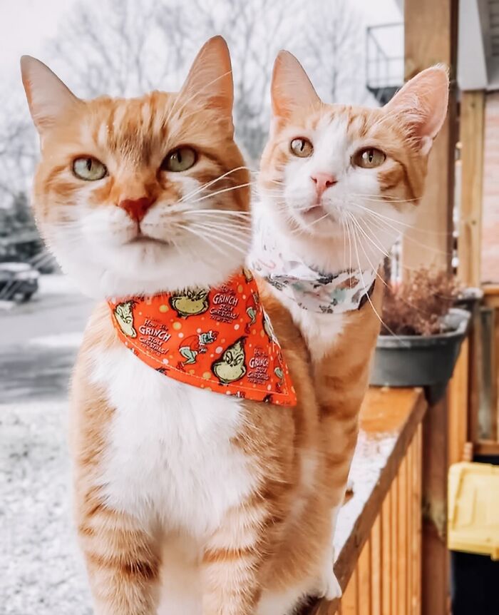 41 Aesthetic Cat Photos Shared By This Page That Capture Felines At Their Most Majestic