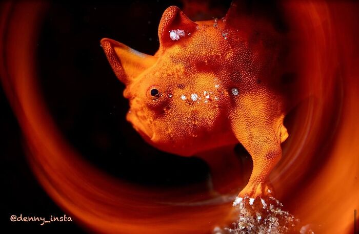 Stunning photos of an orange frogfish revealing the beauty beneath the waves from Raw Oceanlife.