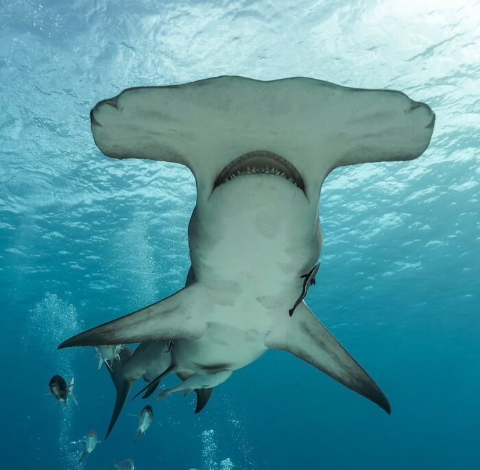 Stunning underwater photo of a hammerhead shark swimming in the raw oceanlife, seen from below.