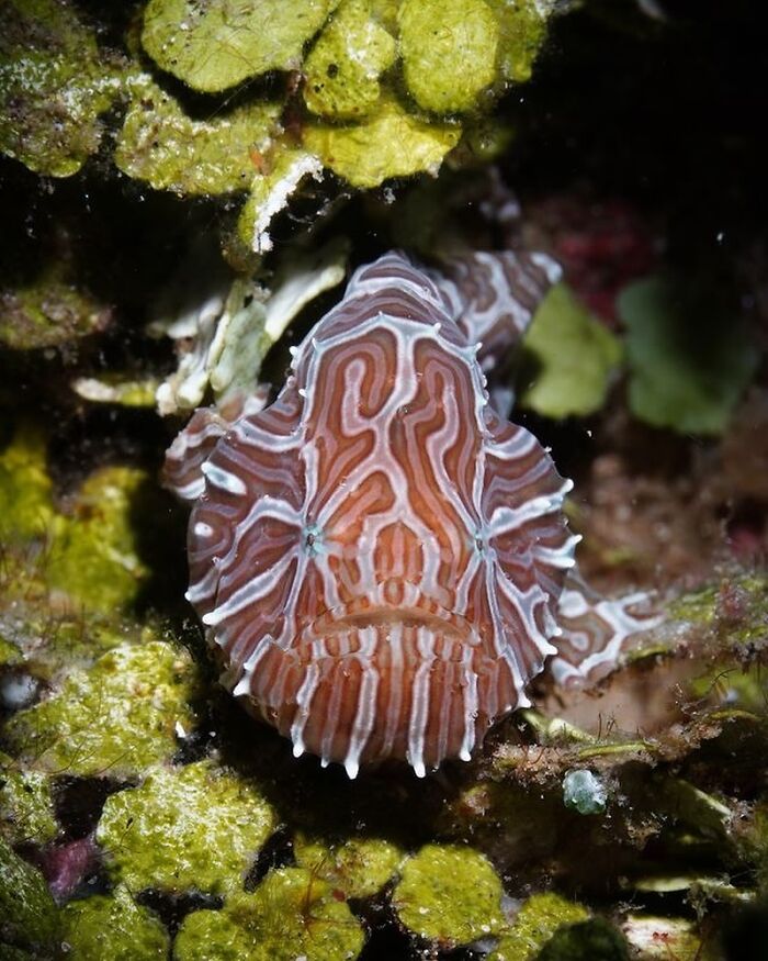 Stunning photos of a frogfish revealing the beauty beneath the waves from Raw Oceanlife.