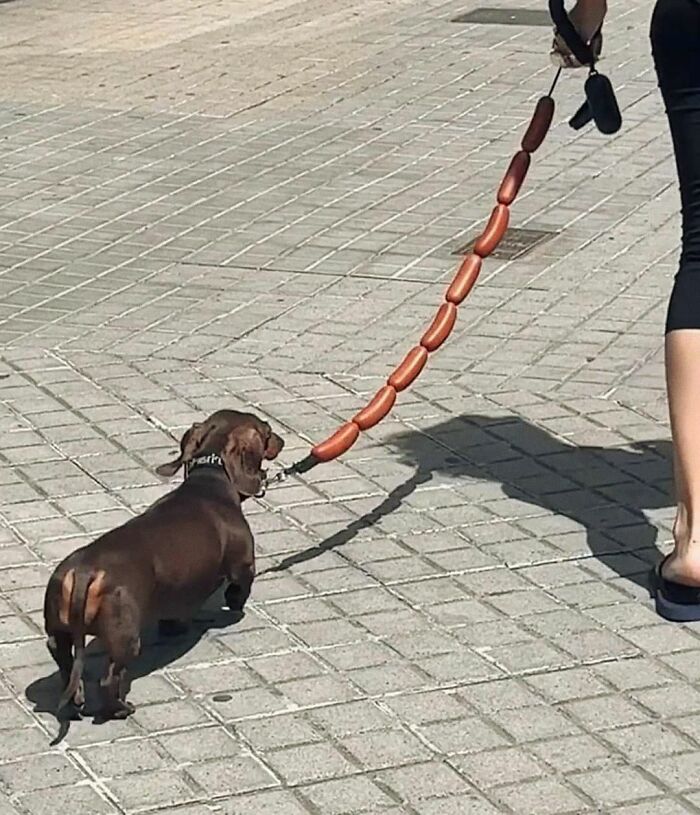 30 Adorable Dog Photos From “Cute Animal Photos To De-Stress” That Are Guaranteed To Brighten Your Day (New Pics)