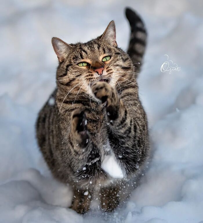 41 Aesthetic Cat Photos Shared By This Page That Capture Felines At Their Most Majestic