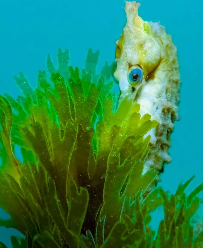 Stunning Raw Oceanlife photo: a seahorse camouflaged in green seaweed.