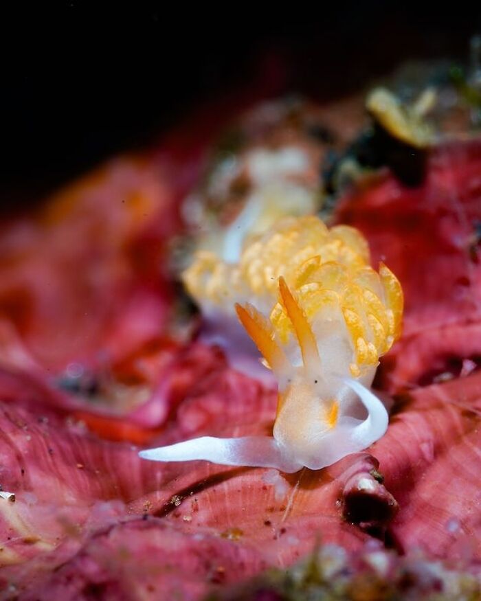 Stunning Raw Oceanlife photo: a vibrant nudibranch on a red coral.