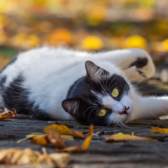 41 Aesthetic Cat Photos Shared By This Page That Capture Felines At Their Most Majestic