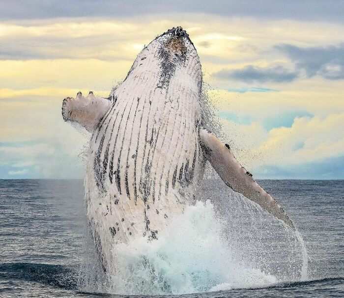 Stunning Raw Oceanlife photo: a majestic whale breaching the waves.
