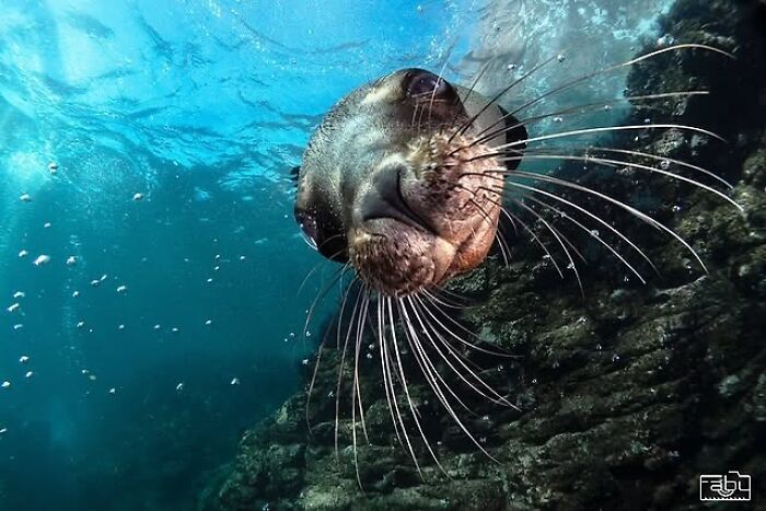 A unique underwater photo capturing the beauty beneath the waves with a long-whiskered fish looking up.
