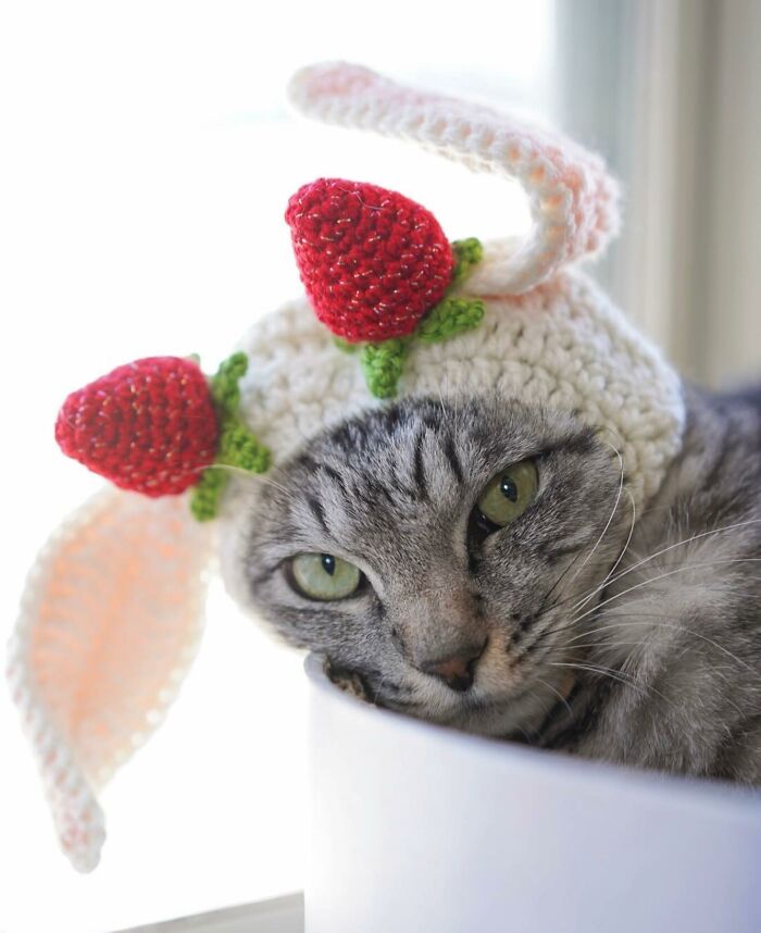 41 Aesthetic Cat Photos Shared By This Page That Capture Felines At Their Most Majestic