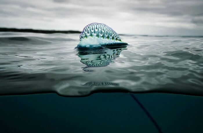 Stunning photos of a Portuguese man o' war floating on the ocean surface, revealing the beauty beneath the waves.