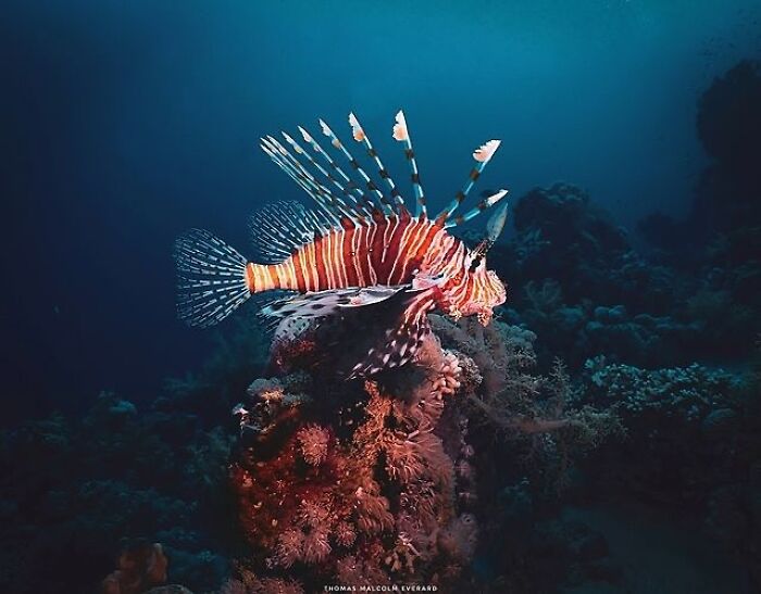 Stunning photos of a lionfish revealing the beauty beneath the waves from Raw Oceanlife.